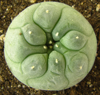 L.Williamsii var. decipiens