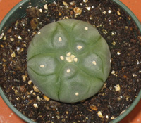 Lophophora Williamsii 4cm plant hard grown