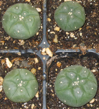 Lophophora Williamsii seedlings 2.5cm
