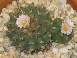 Lophophora Williamsii in flower