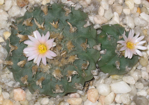 Lophophora Williamsii