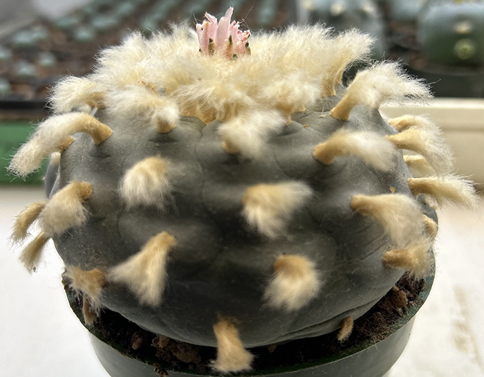 lophophora wiliiamsii