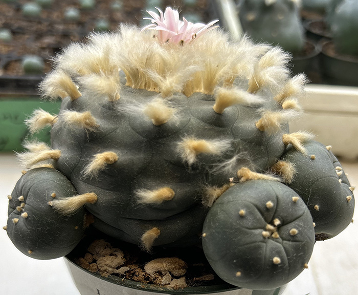 Lophophora williamsii