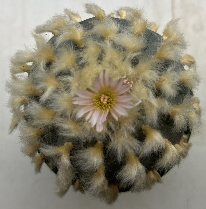 Lophophora williamsii