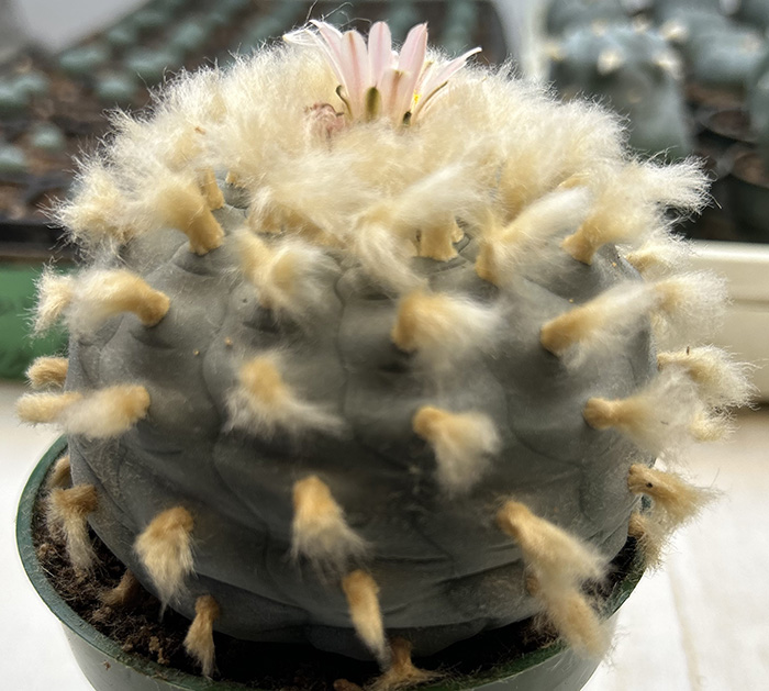 Lophophora williamsii