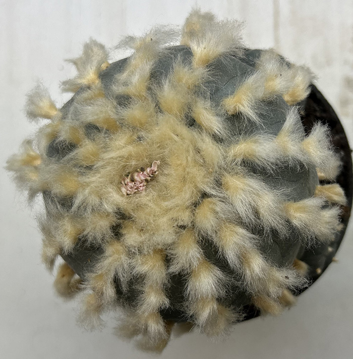Lophophora williamsii