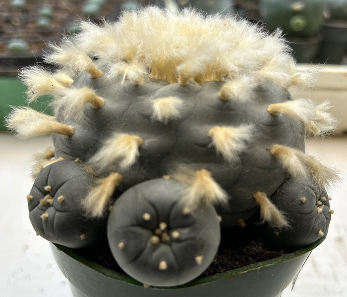Lophophora williamsii
