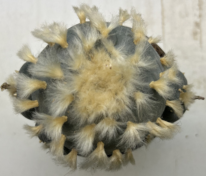 Lophophora williamsii