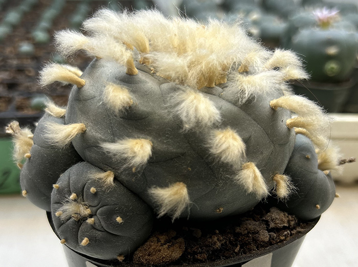 Lophophora williamsii