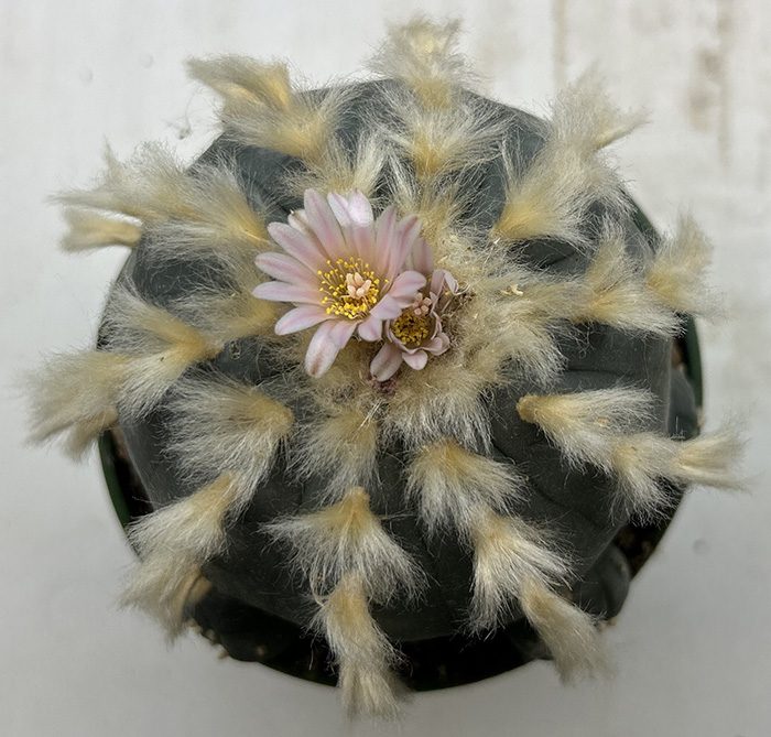 Lophophora williamsii