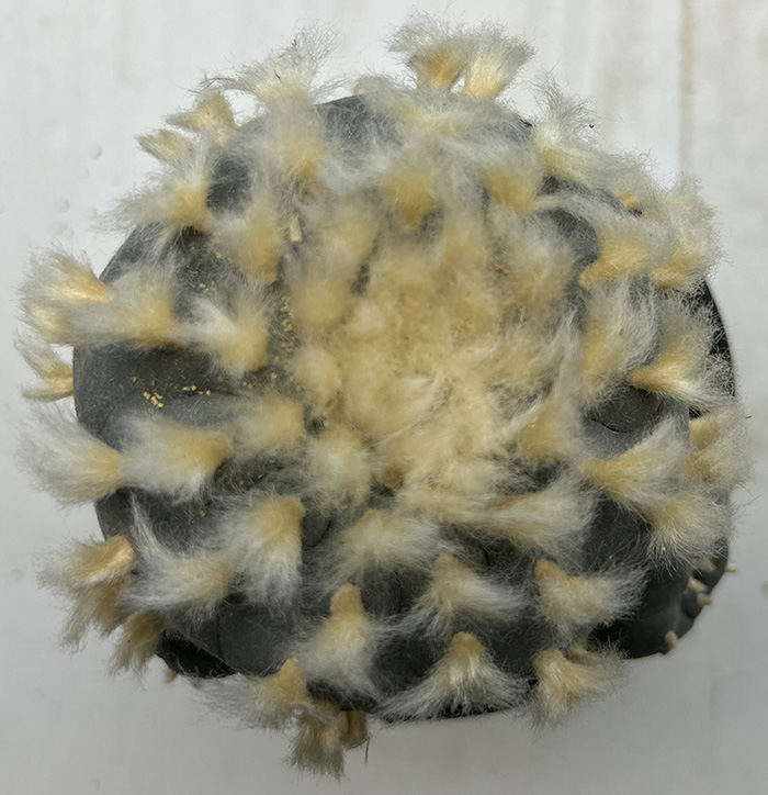 Lophophora williamsii