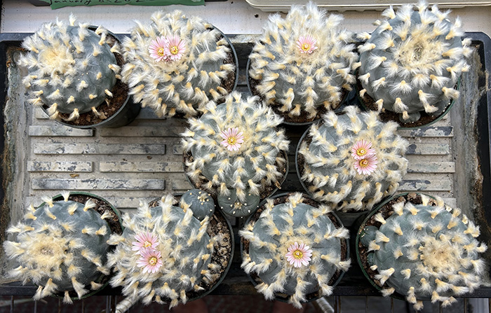 Lophophora Williamsii