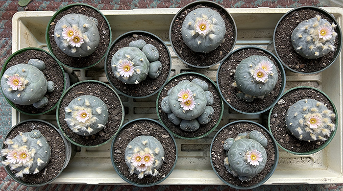 lophophora williamsii