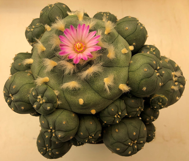 Lophophora Williamsii var joudaniana