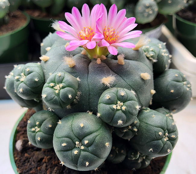 Lophophora Williamsii var joudaniana