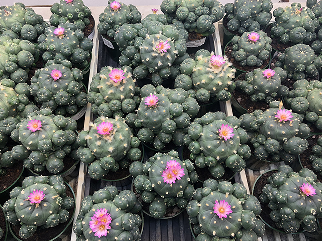 Lophophora Williamsii var jourdaniana