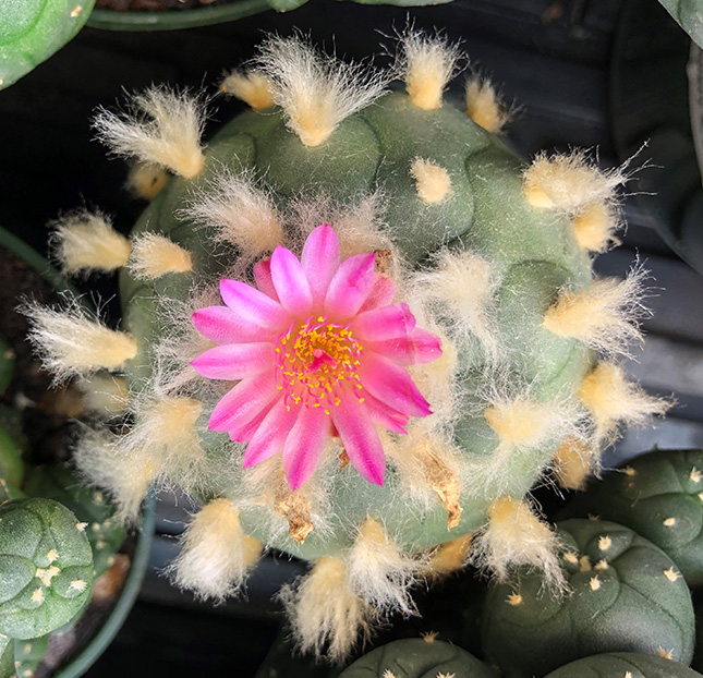 Lophophora Williamsii var joudaniana