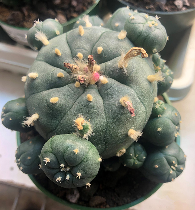 Lophophora Willilamsii var jourdaniana