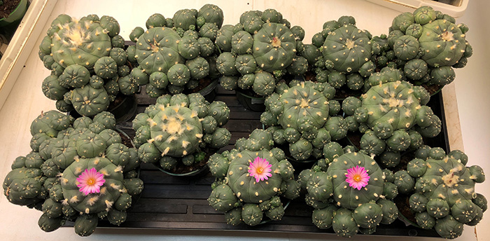 Lophophora Williamsii var joudaniana