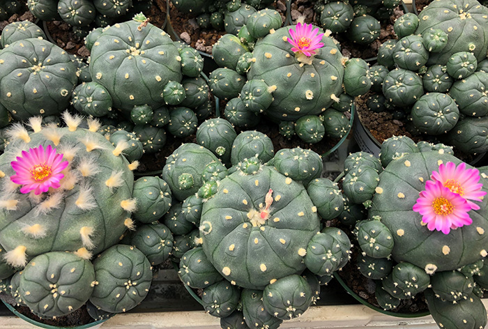 Lophophora Williamsii var jourdaniana