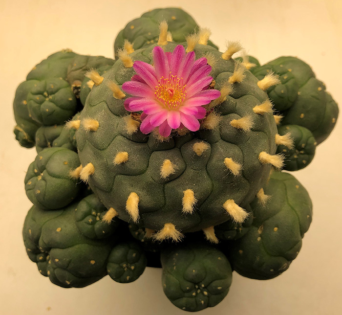 Lophophora Williamsii var joudaniana