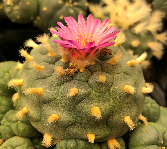 Lophophora Williamsii var joudaniana