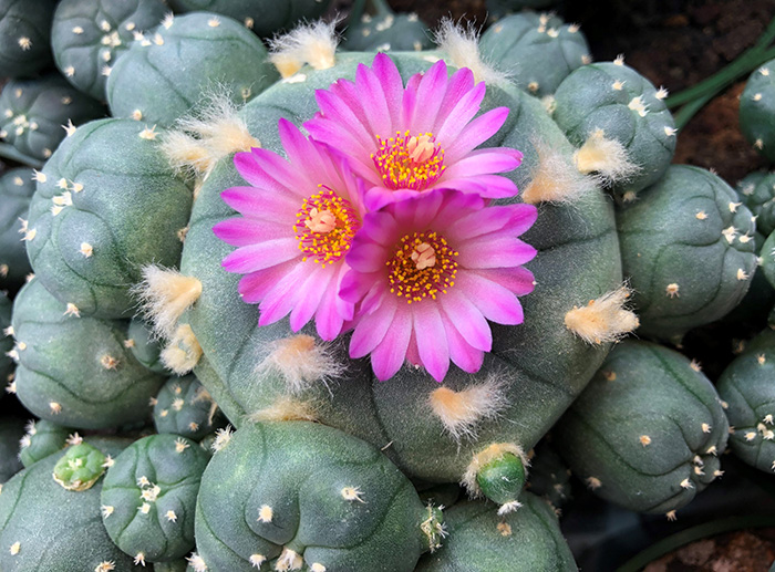 Lophophora Williamsii var. jourdaniana