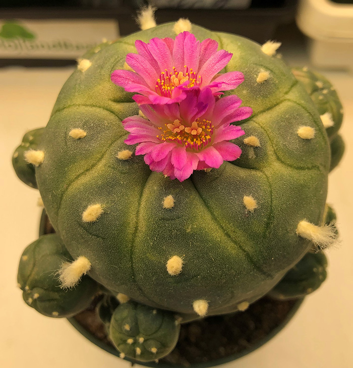 Lophophora Williamsii var jourdaniana