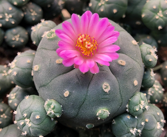 Lophophora Williamsii var jourdaniana