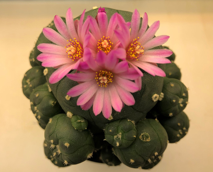 Lophophora Williamsii var jourdaniana