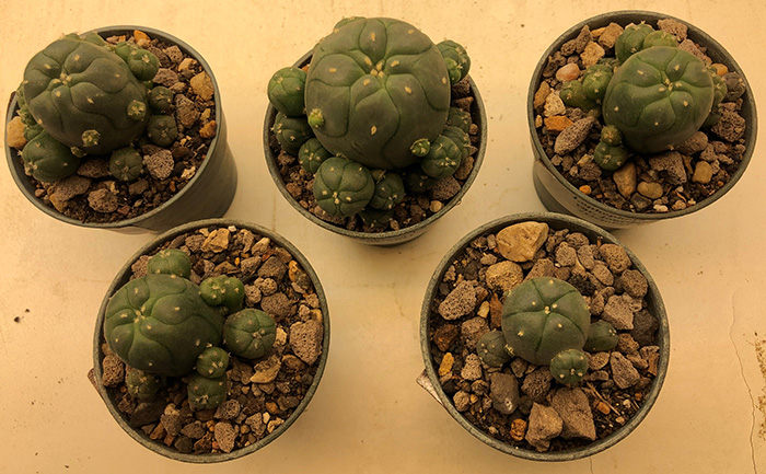 L.Williamsii var jourdaniana