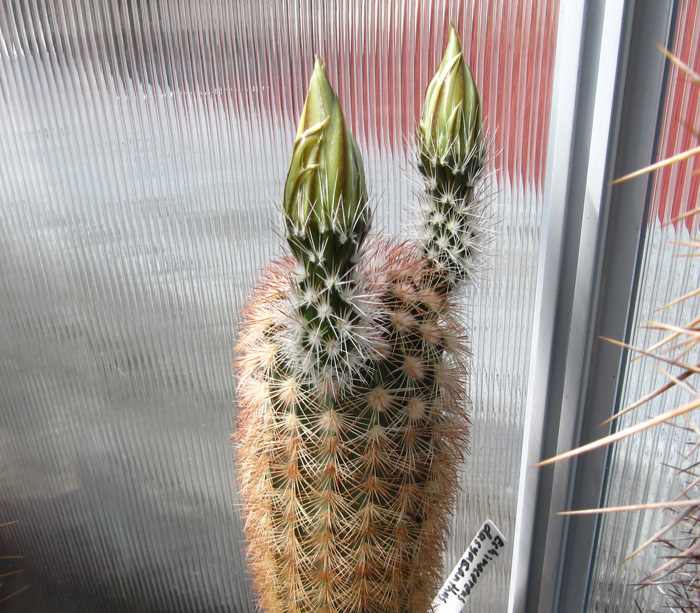 Echinocereus triglochidiatusv.monacanthus HK1040,seeds20 pcs