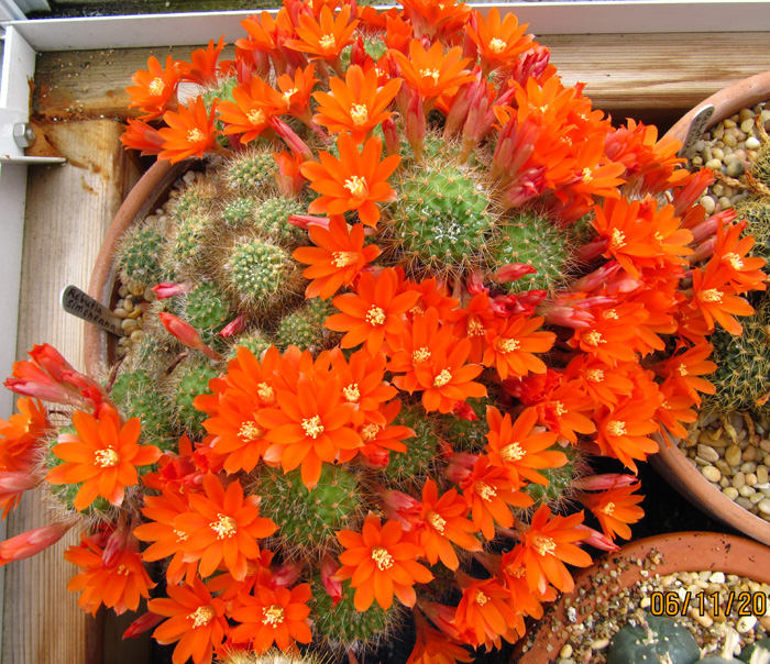 MagiCactus.com - Favorite Cacti and Caudiciforms - Rebutia and Sulcorebutia